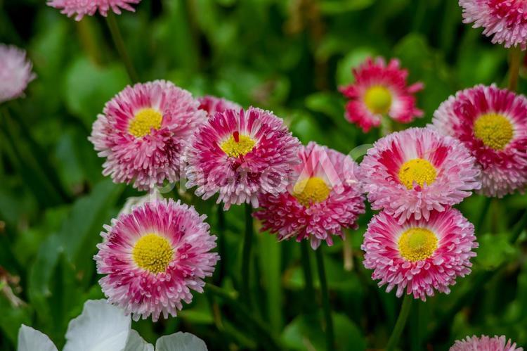 赤とピンクと黄色の花 ピンク,八重,かわいいの写真素材