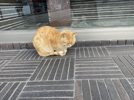 野良猫 野良猫 猫,ねこ,catの写真素材