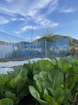 田舎の風景 秋,空,緑の写真素材