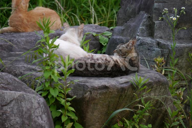 5月の公園猫 ネコ,猫,公園猫の写真素材