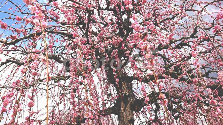 しだれ桜 桜,しだれ桜,枝垂桜の写真素材