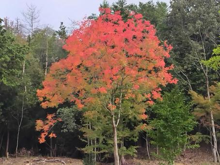 Photo, herbstblätter, herbst, lebendig, 