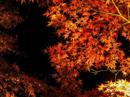もみじのライトアップの写真