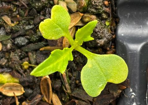 ミズナの幼苗の写真