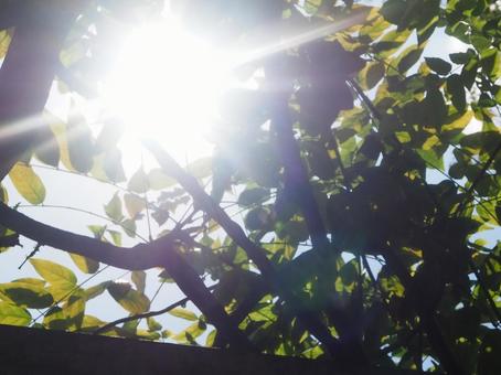 太陽光 太陽光の写真