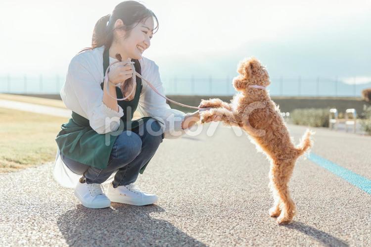 愛犬と遊ぶエプロン姿の女性（道路） 犬,ペット,動物の写真素材