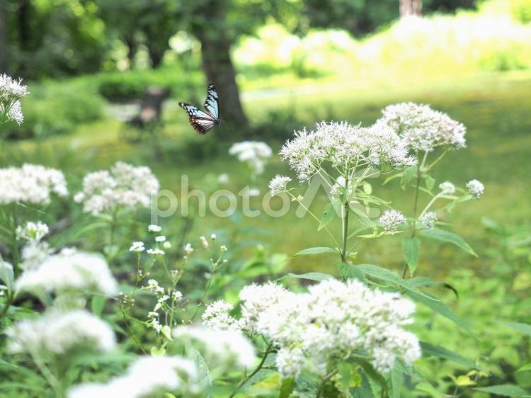 爽やかな新緑の中のアサギマダラ アサギマダラ,新緑,あさぎまだらの写真素材