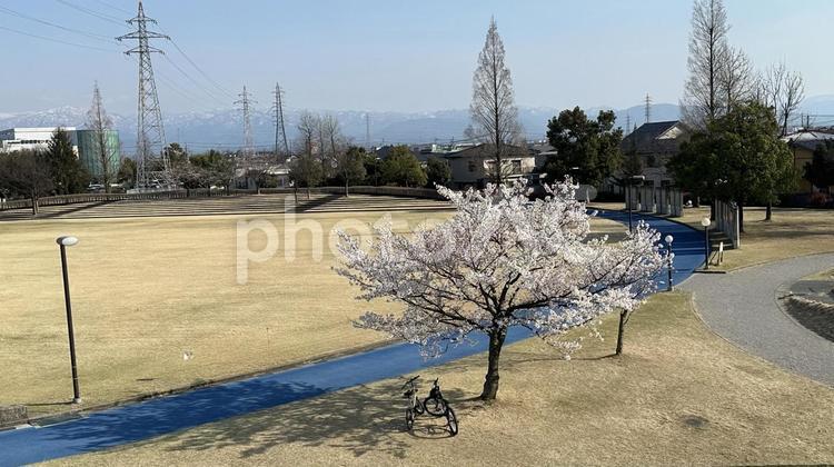 公園とさくら 桜,公園,風景の写真素材