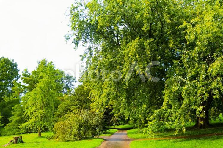 美しい公園の緑と道 植物,北欧の公園,公園の写真素材