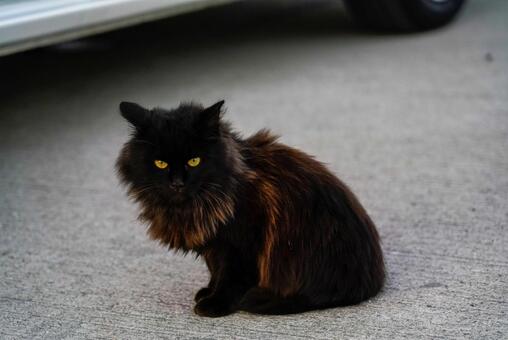 神秘的な黄色の瞳の黒猫 猫,黒猫,長毛猫の写真素材