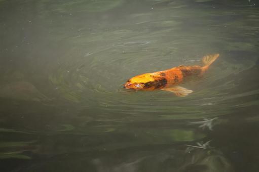 錦鯉の泳ぐ池の水面 錦鯉,泳ぐ,池の写真素材