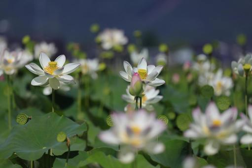 夏の日の花蓮④ 夏の日の花蓮④の写真