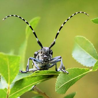 ゴマダラカミキリ ゴマダラカミキリ ゴマダラカミキリ,カミキリムシ,昆虫の写真素材