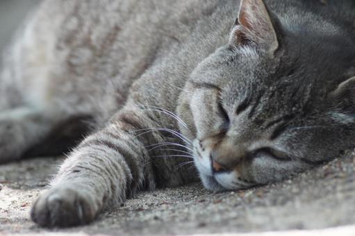 ねこ ねこの写真