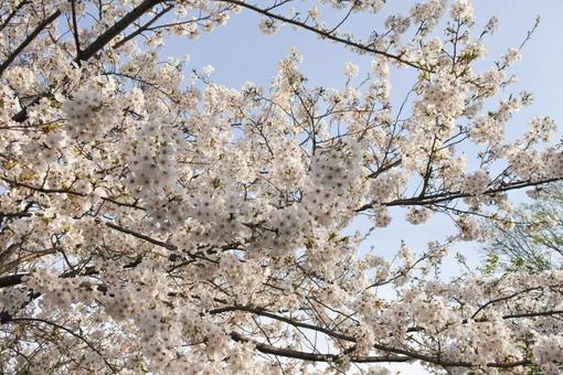 桜 桜,春,さくらの写真素材