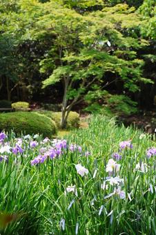 6月下旬の栗林公園の花菖蒲園 6月下旬の栗林公園の花菖蒲園の写真