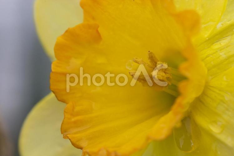 スイセンの雄蕊と雌蕊のアップ スイセン,花,黄色の写真素材