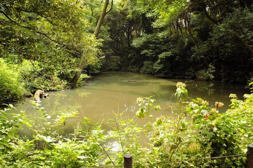 森の泥池　2 池,自然,ピオトープの写真素材