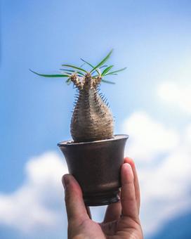 植物 植物 植物,観葉植物,アガベの写真素材