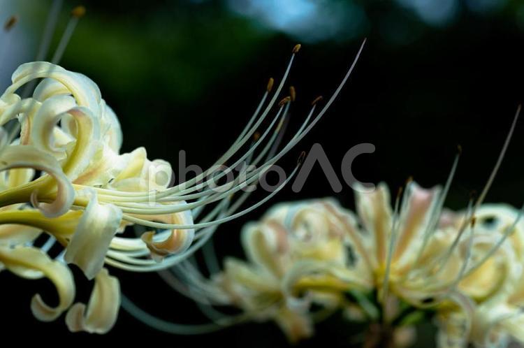 曼珠沙華・白２ 彼岸花,曼珠沙華,９月の写真素材