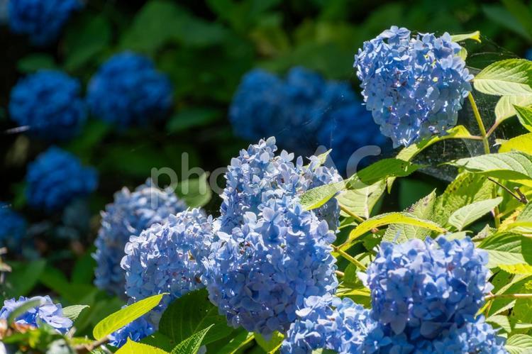 日差しを浴びる6月の青い紫陽花 紫陽花,青,花の写真素材