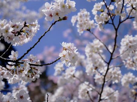 春の穏やかな陽射しを浴びた綺麗な桜の花 春の穏やかな陽射しを浴びた綺麗な桜の花の写真