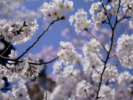 春の穏やかな陽射しを浴びた綺麗な桜の花 風景,サクラ,チェリーブラッサムの写真素材