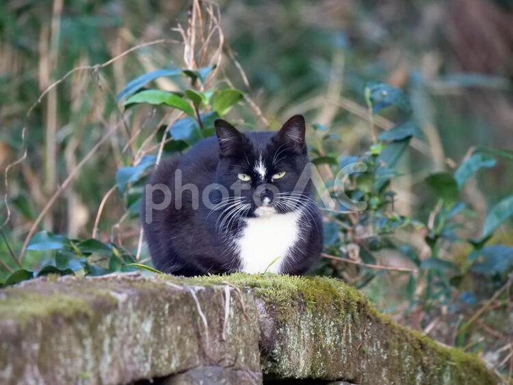 黒猫　野良猫 黒猫,クロネコ,野良猫の写真素材