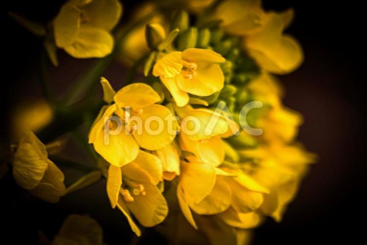 ＜五島の春景＞冬に咲いた夜明けの菜の花 花,菜の花,植物の写真素材