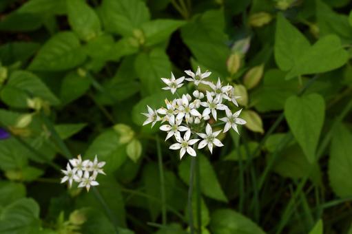 Chinese chive flowers, JPG Chinese chive flowers, JPG