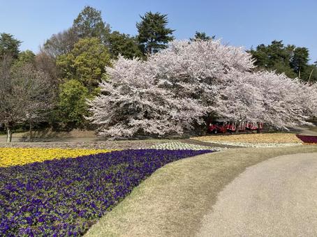お花 お花の写真