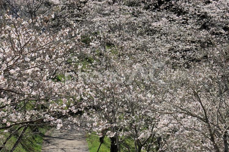 花のある風景　桜６ 花,はな,さくらの写真素材