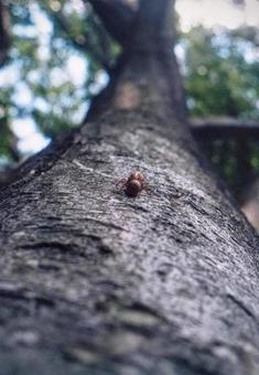 木の幹に残されたセミの抜け殻 木の幹に残されたセミの抜け殻 セミ,抜け殻,木の写真素材