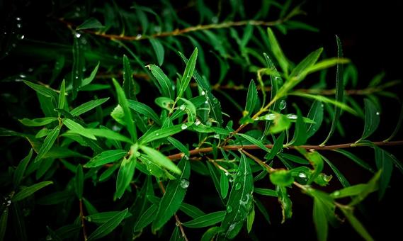 雨上がりの葉と光の粒 水滴,しずく,自然の葉っぱの写真素材