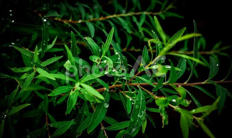 雨上がりの葉と光の粒 水滴,しずく,自然の葉っぱの写真素材