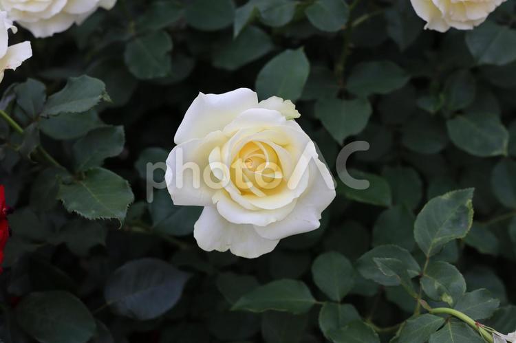 バラ園にて淡い薔薇を撮影しました 花,薔薇,自然の写真素材
