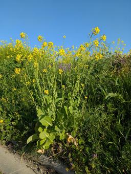 Rape blossoms, JPG Rape blossoms, JPG