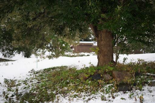 雪の下の緑 木陰,木,樹木の写真素材