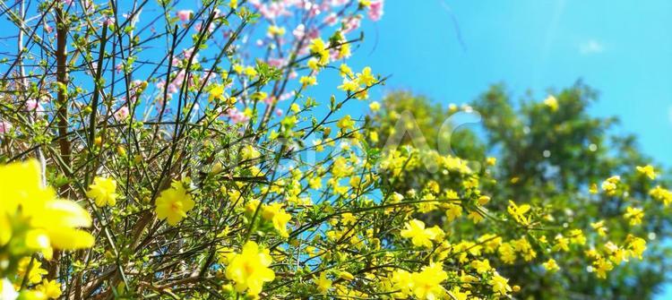 桜と黄梅 さくら,入学式,花の写真素材