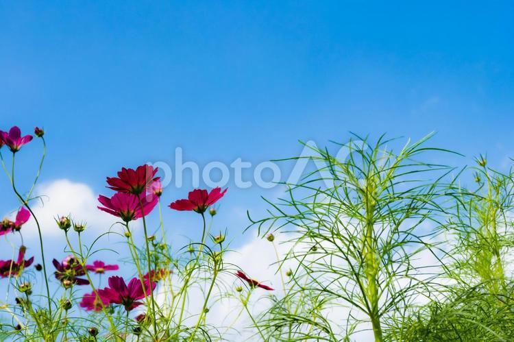 秋晴れの青い空と白い雲とコスモスの花 コスモス,花,青空の写真素材