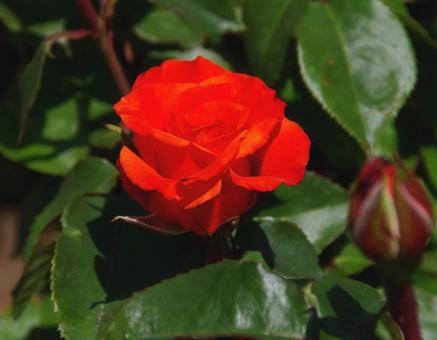 バラ テキーラ バラ テキーラの写真