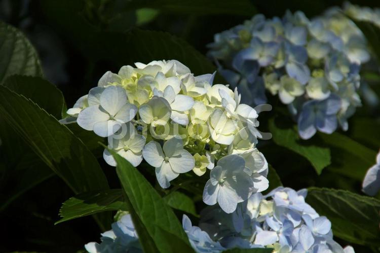 アジサイ アジサイ,あじさい,紫陽花の写真素材