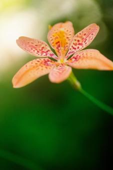 ヒオウギの花 ヒオウギの花の写真