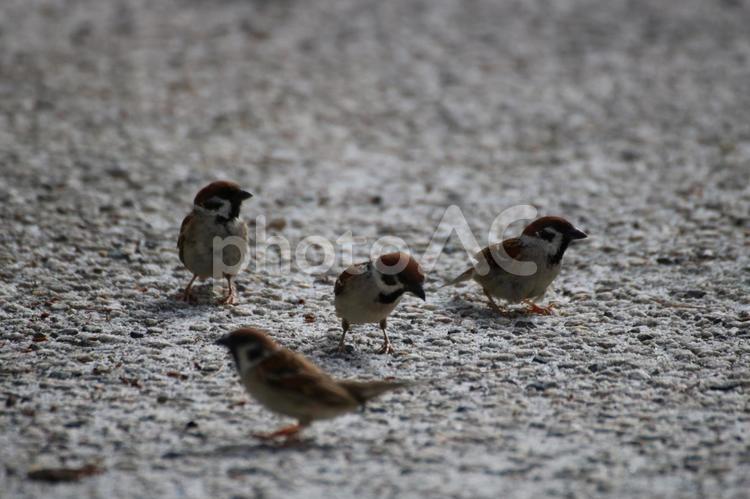 すずめさんのお散歩 すずめ,すずめさん,鳥の写真素材