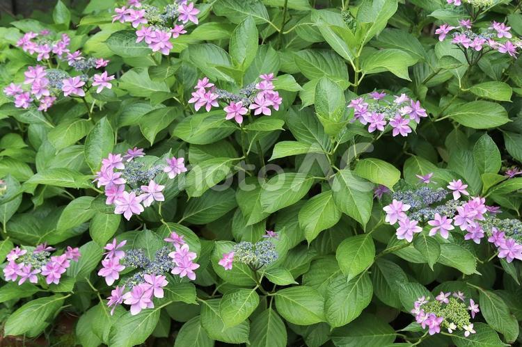 ガクアジサイ 植物,花,紫陽花の写真素材