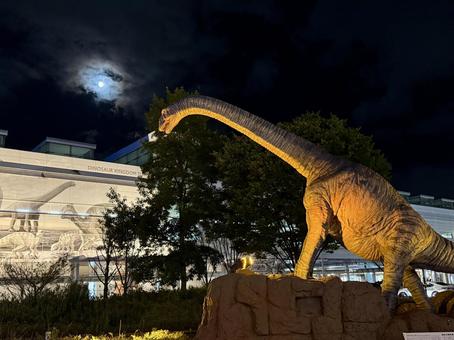 福井駅 夜の恐竜広場 福井駅 夜の恐竜広場 月,月光,恐竜広場の写真素材