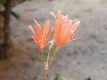 【花の写真】庭に咲くキツネノカミソリ 【花の写真】庭に咲くキツネノカミソリの写真