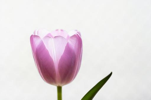 Pink tulips, JPG Pink tulips, JPG