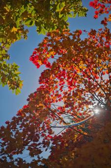 エモエモ紅葉 エモエモ紅葉 紅葉,季節,エモイの写真素材