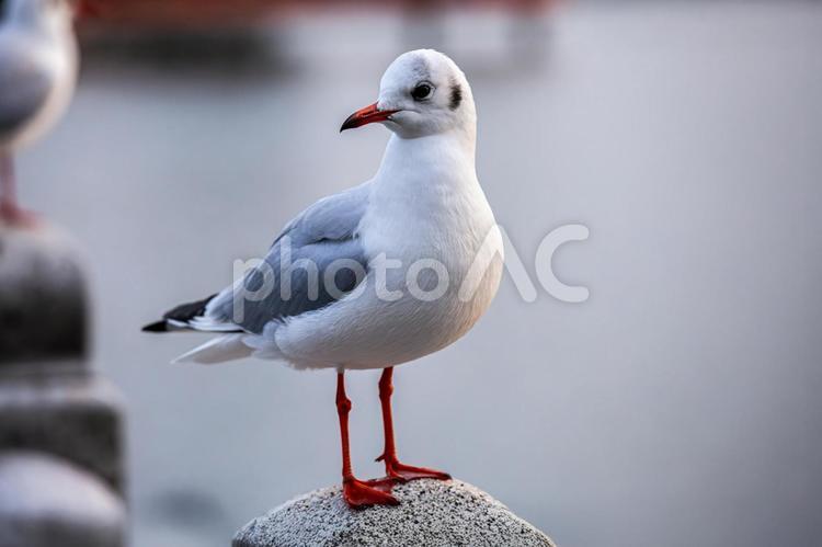振り向くカモメ かもめ,カモメ,鴎の写真素材